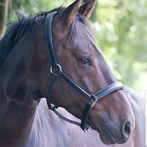 horse image for equine HTMA consultation product image