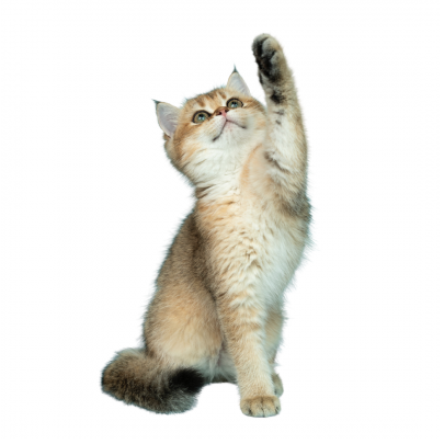 cat as feline HTMA consultation product image