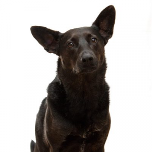 black dog as canine HTMA consultation product image
