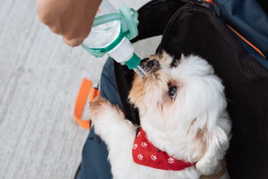 Tap water and your dog's health