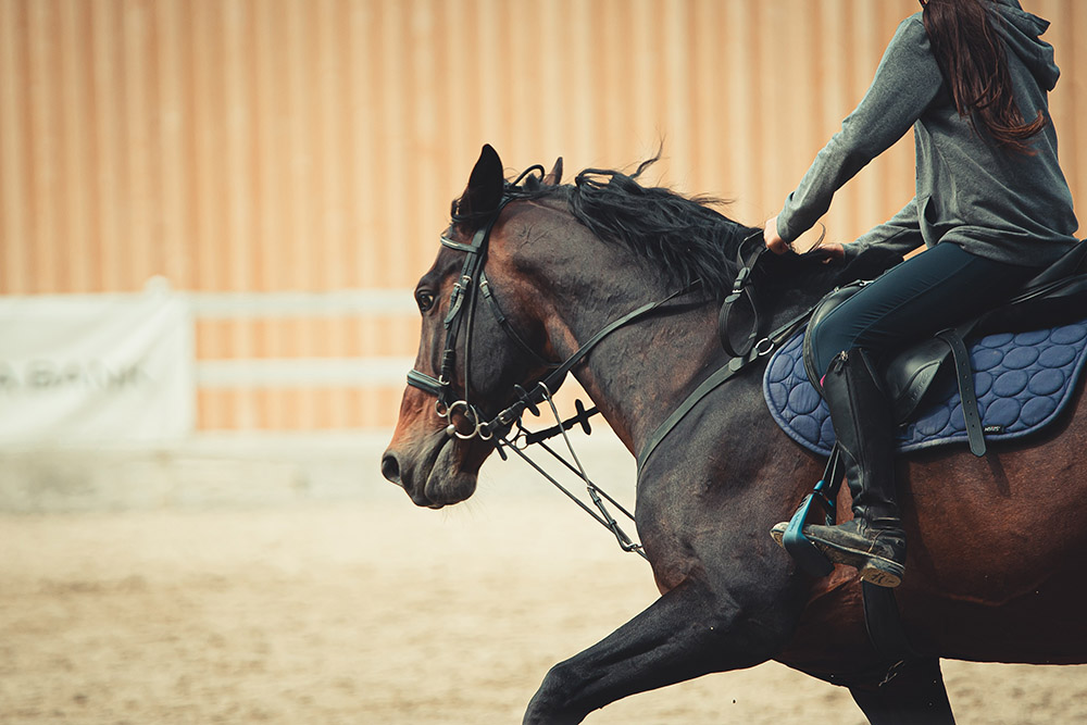 Horse riding around field